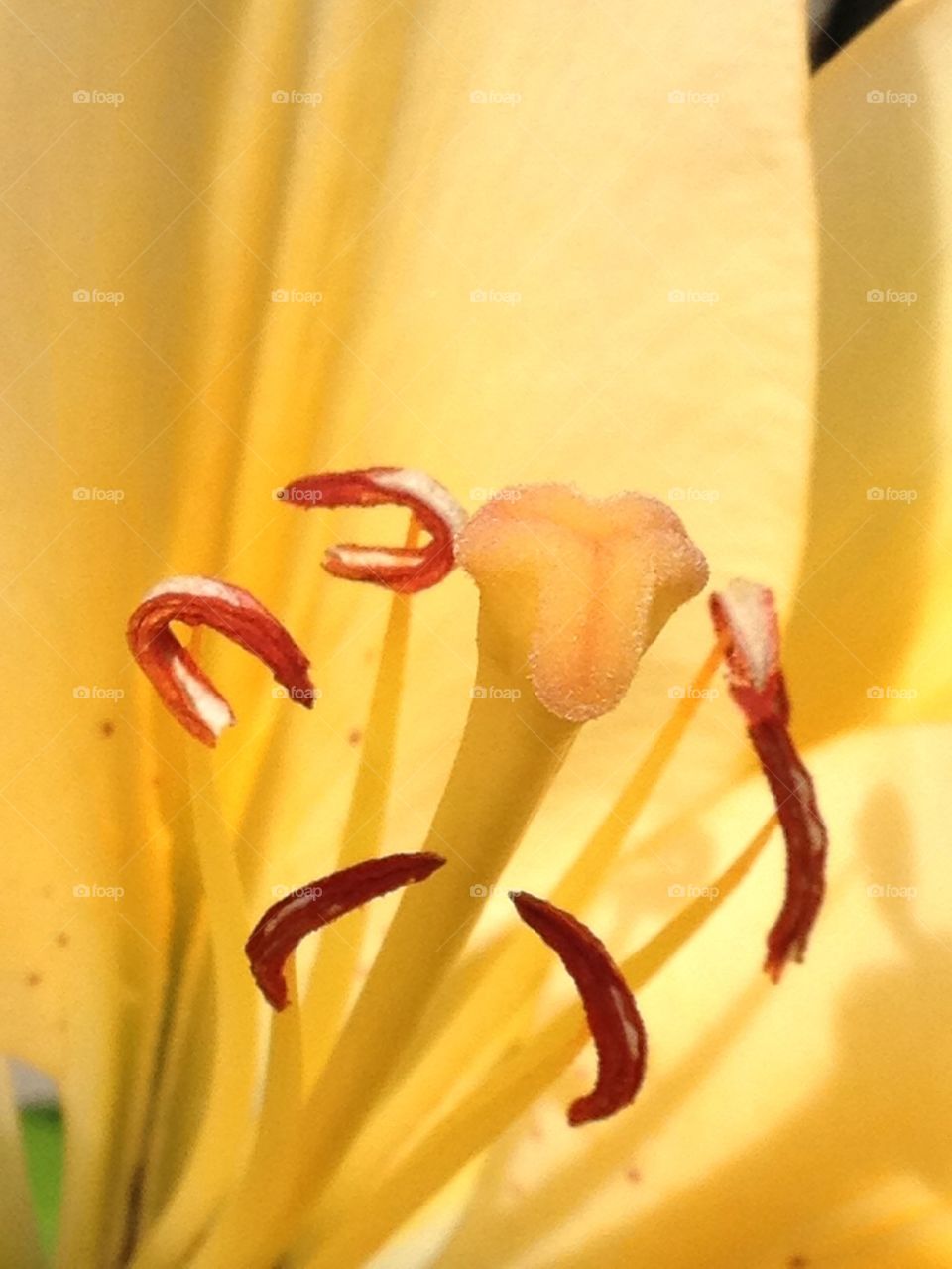 DAY LILY CLOSE UP STAMEN