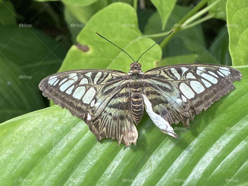A butterfly in a butterfly house 