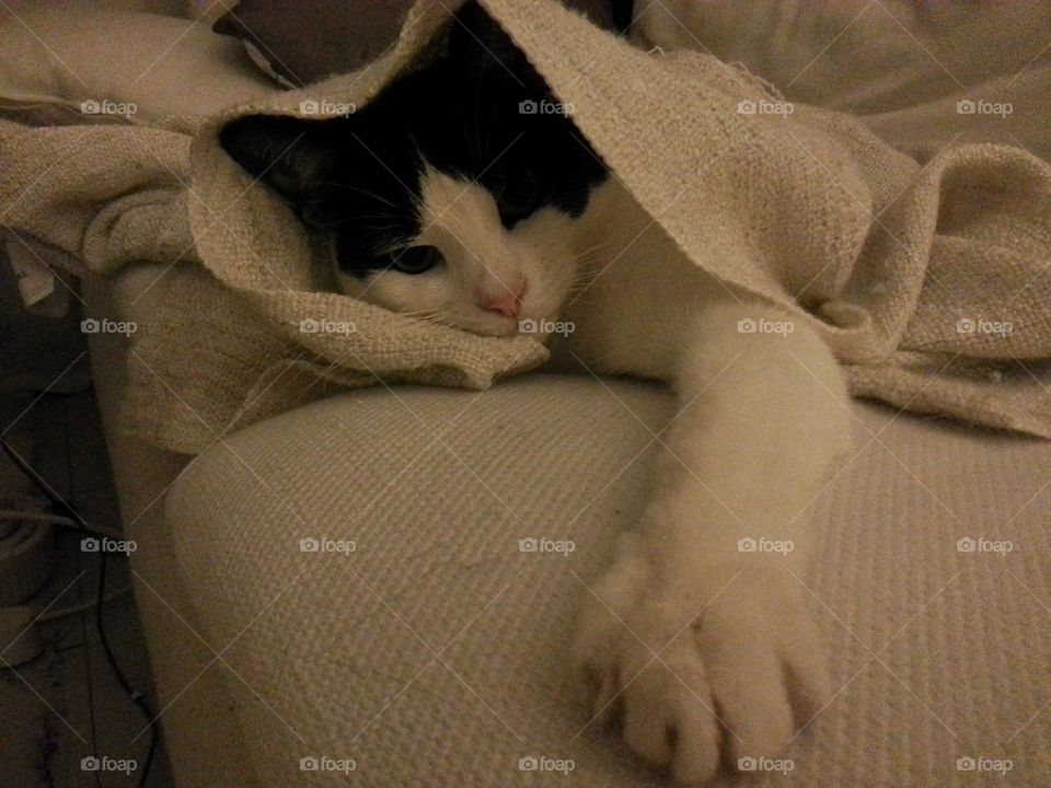 snug in the blanket
