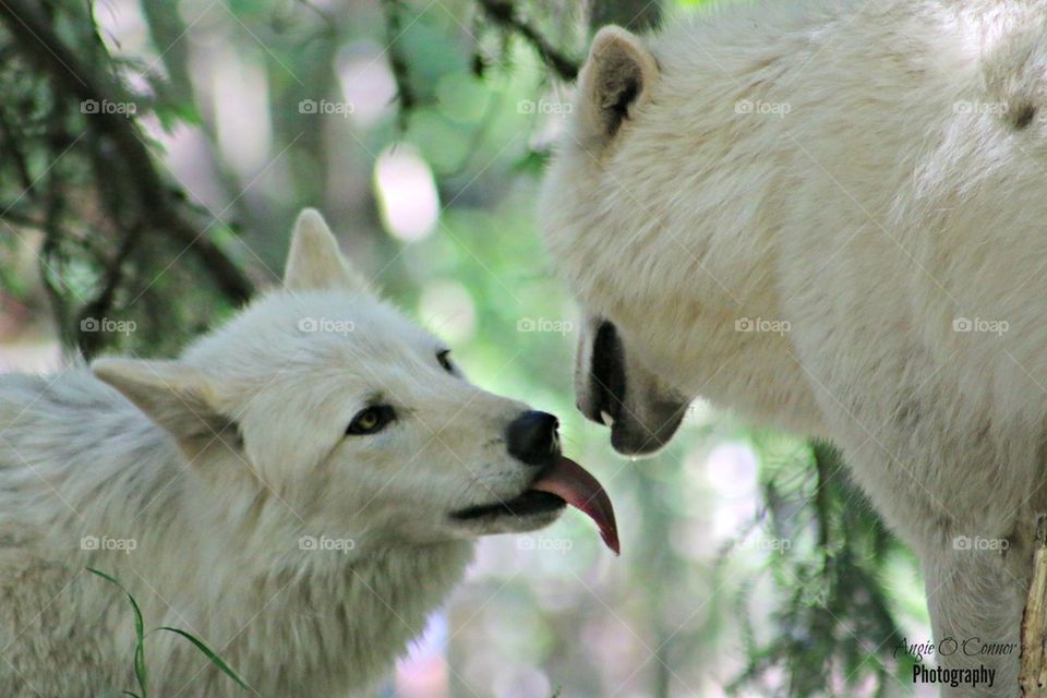 wolf kisses