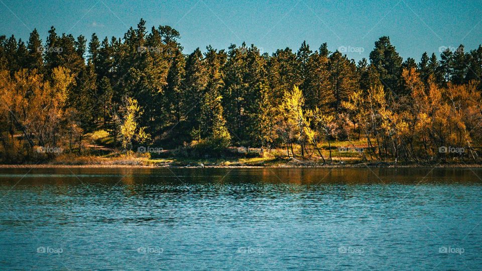 Trees staring off into their own reflections.
