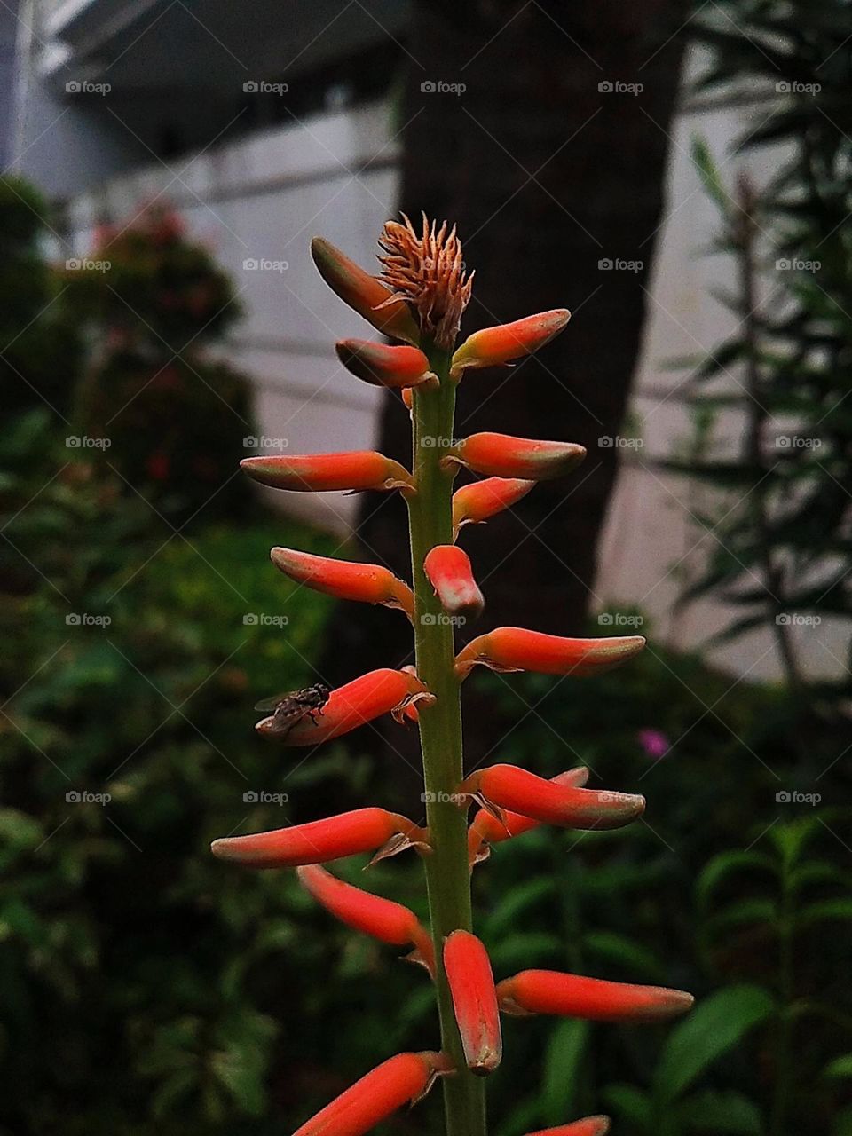 Flora and fauna - orange flower plants and a fly
