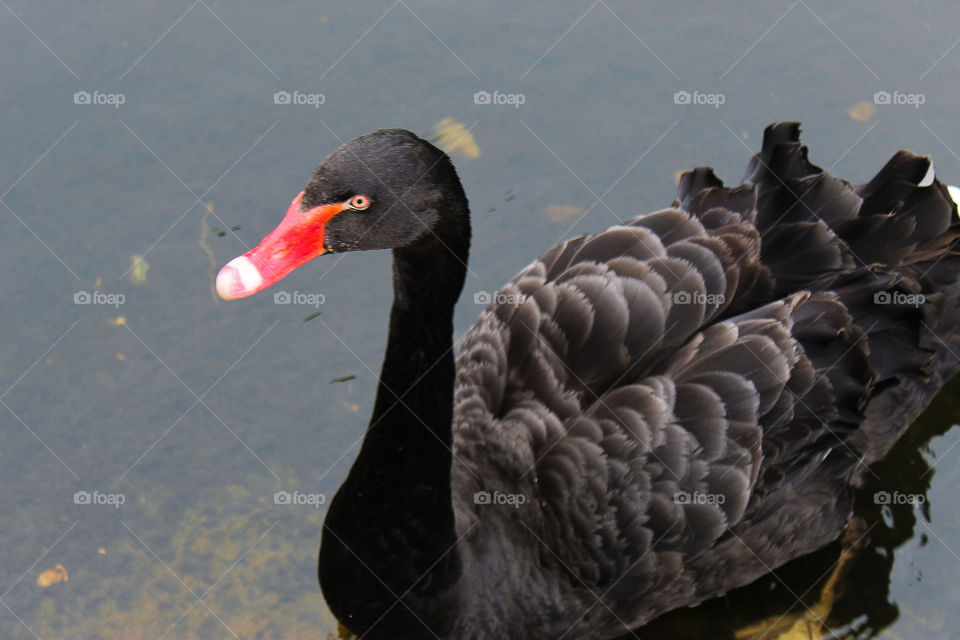 Black Swan at St James' Park