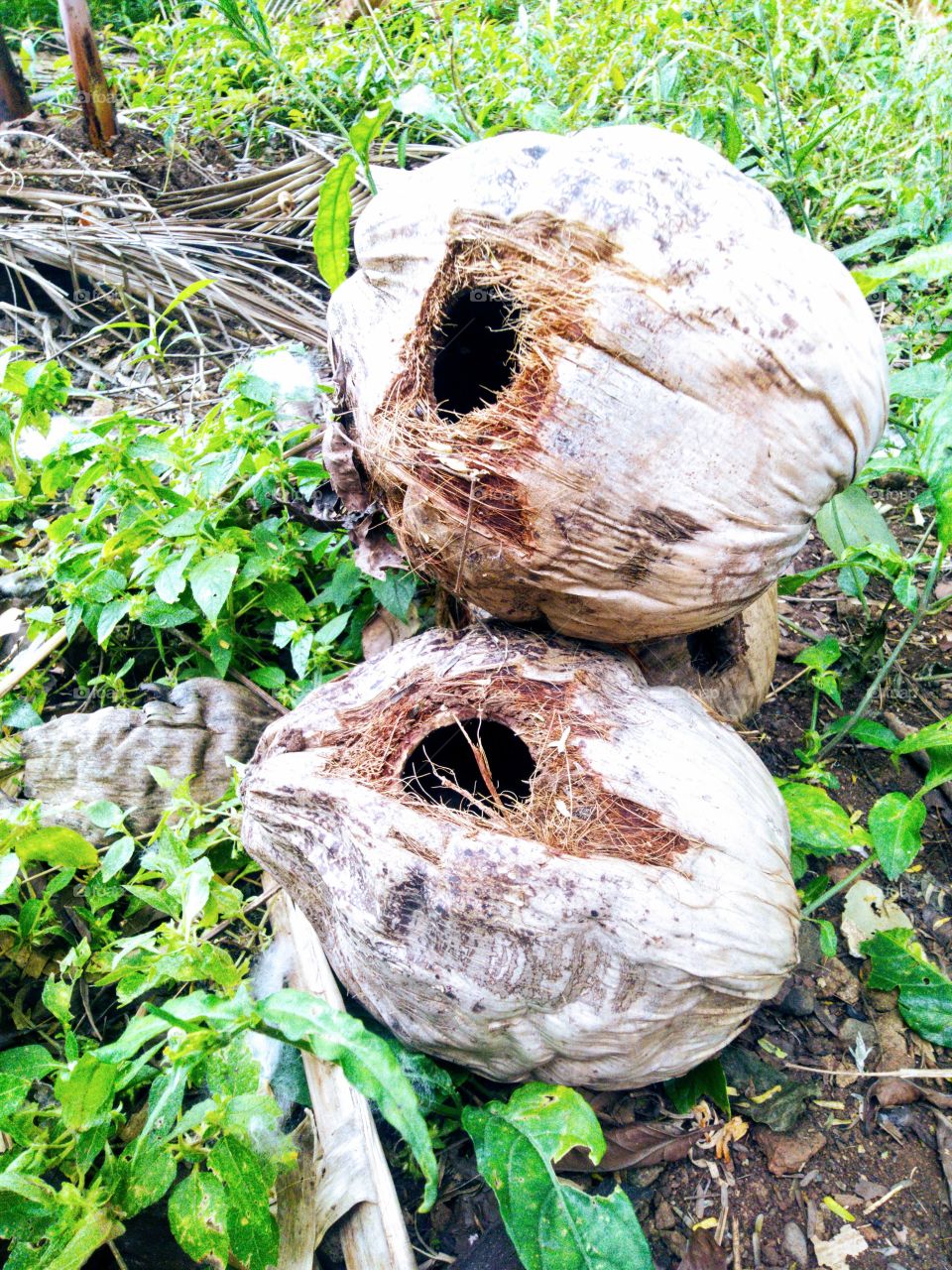 How strong are squirrel teeth.
