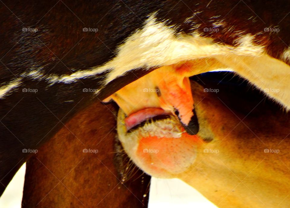 A calf drinking milk. A calf drinking her milk