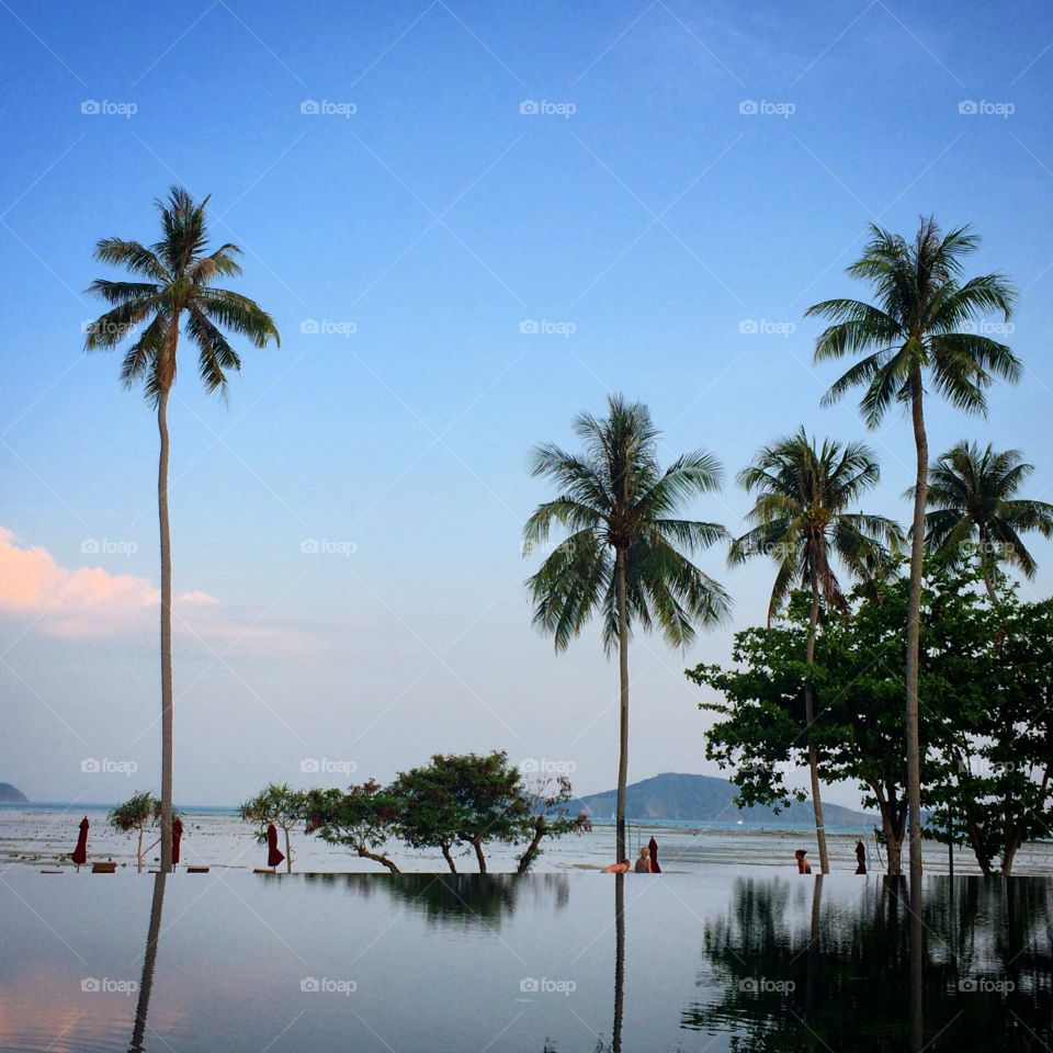 Reflection of palm trees on sea