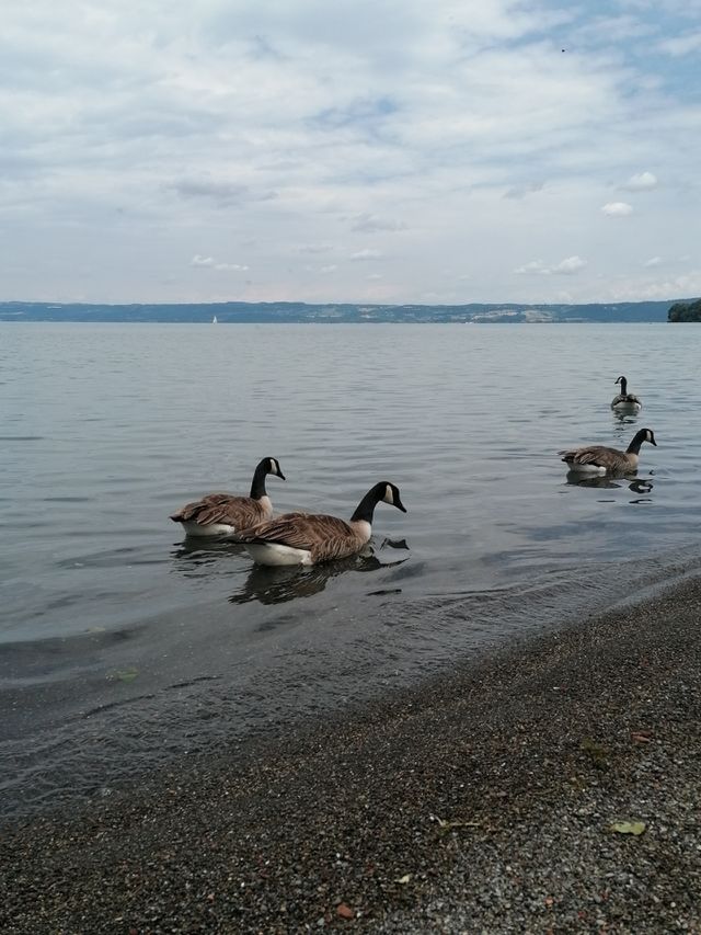 🦆🦆🦆🦆