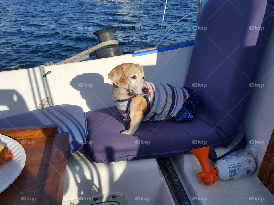 Dauchshund in her evening clothes