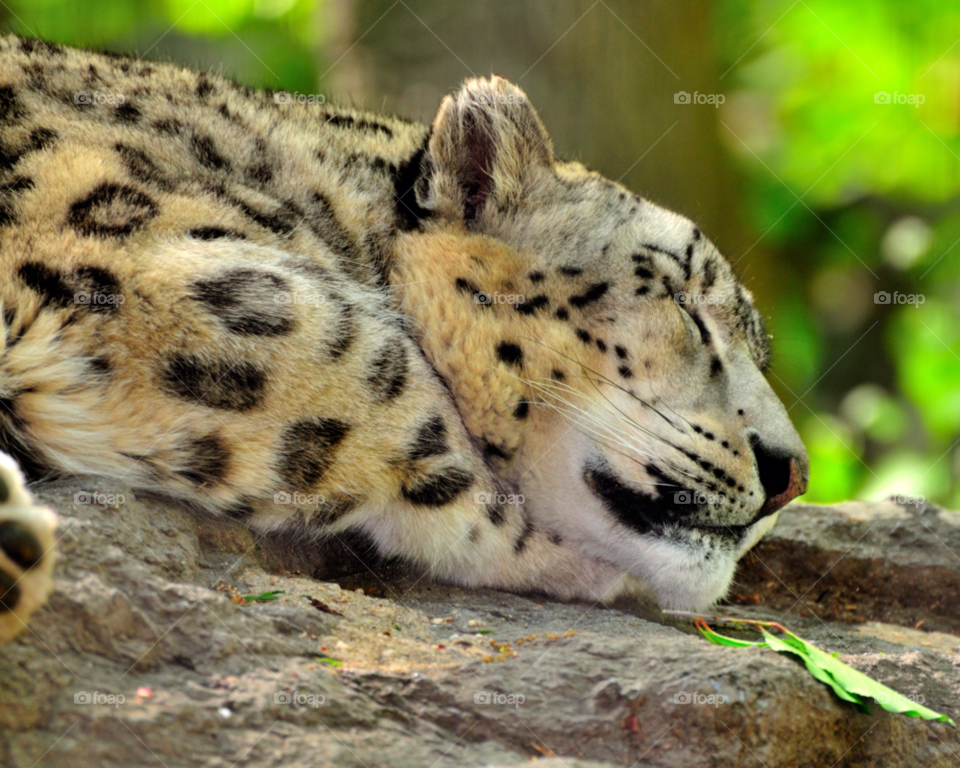 bronx ny cat sleeping wild by delvec