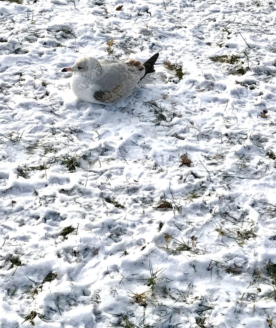 Bird on Snow