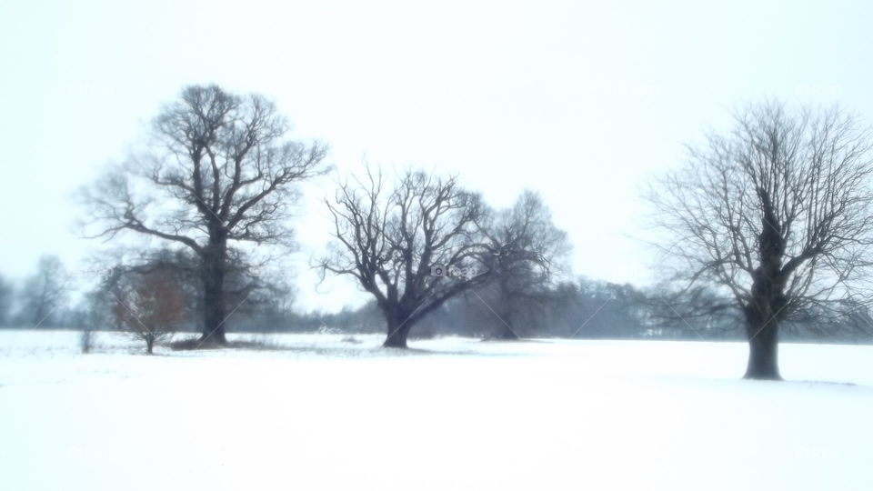 Winter, Tree, Snow, Fog, Landscape