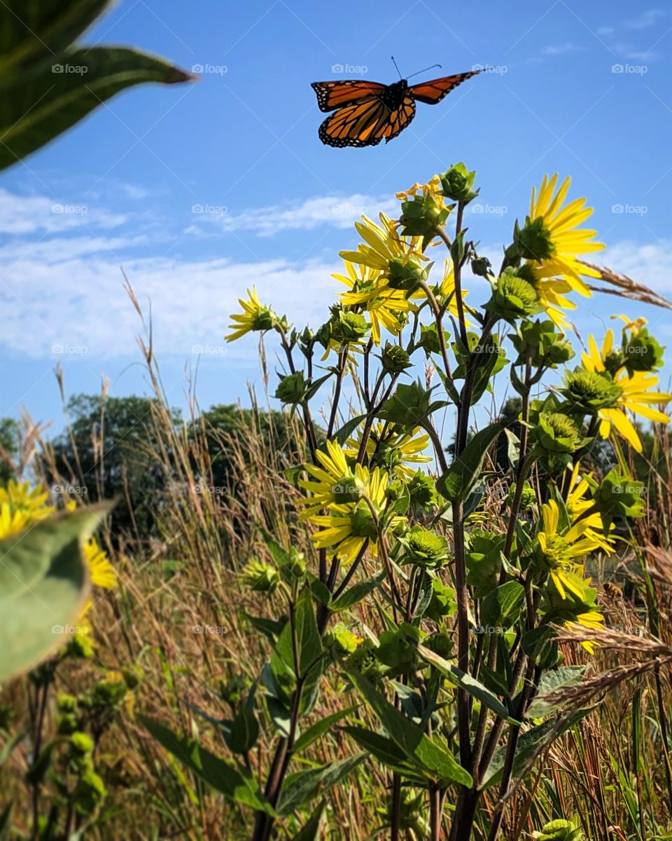 Butterfly and Yellow