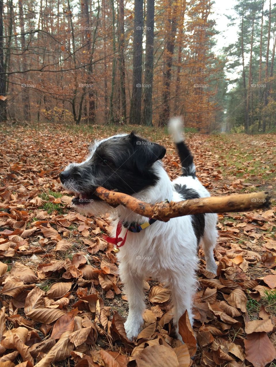 Gonzo in a forest