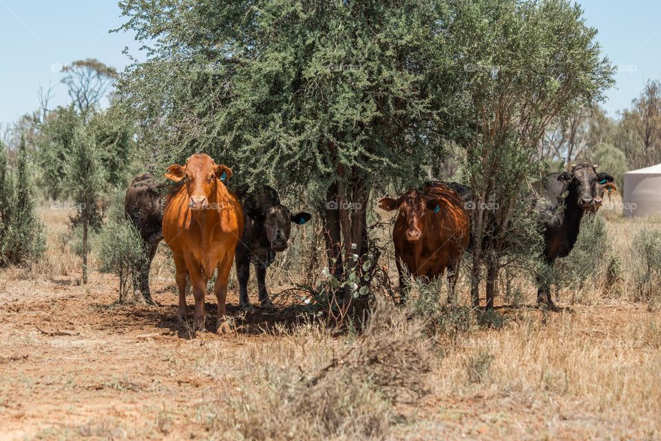 Cows under the tree