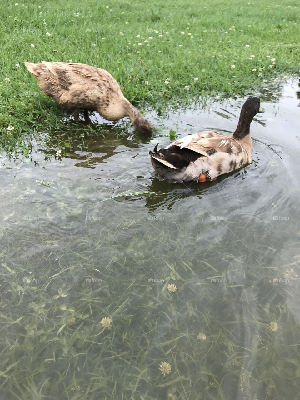 Ducks 