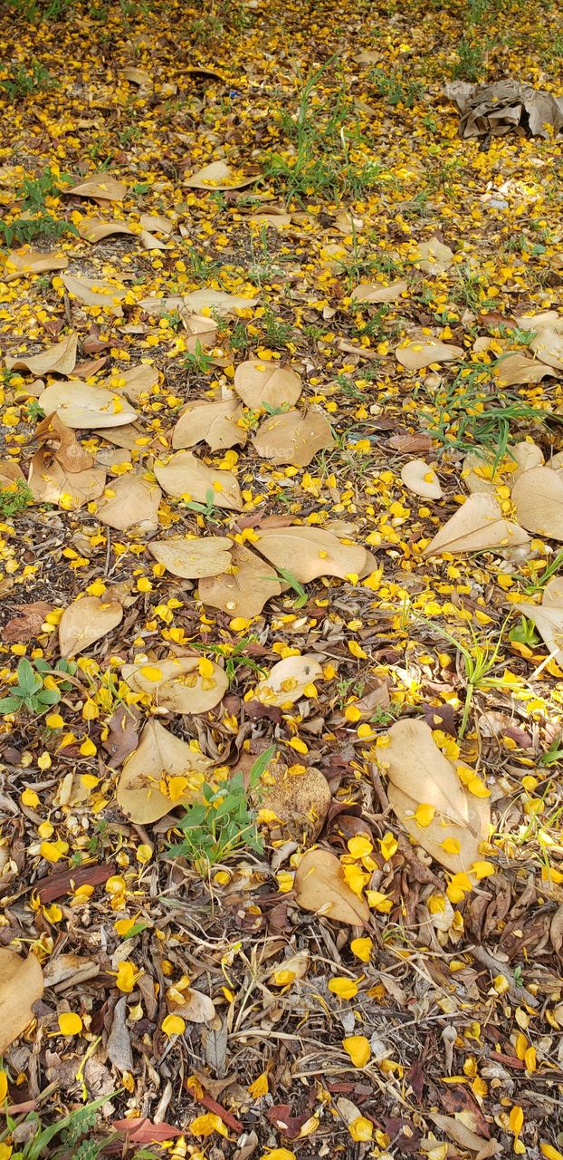 summer in its beauty