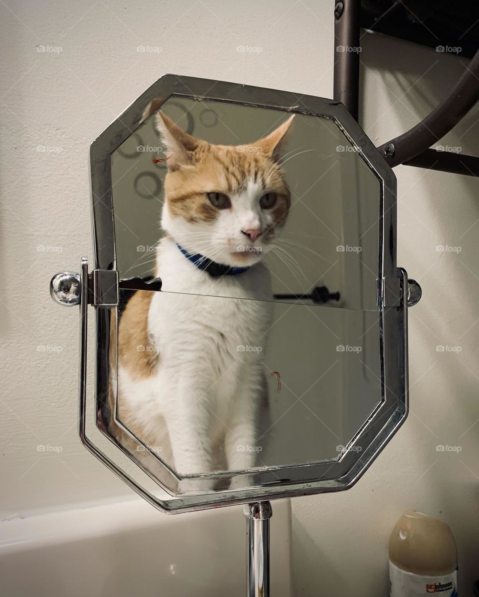 A distinguished gentleman. See him sitting there, gazing upon his reflection. Good cat. 