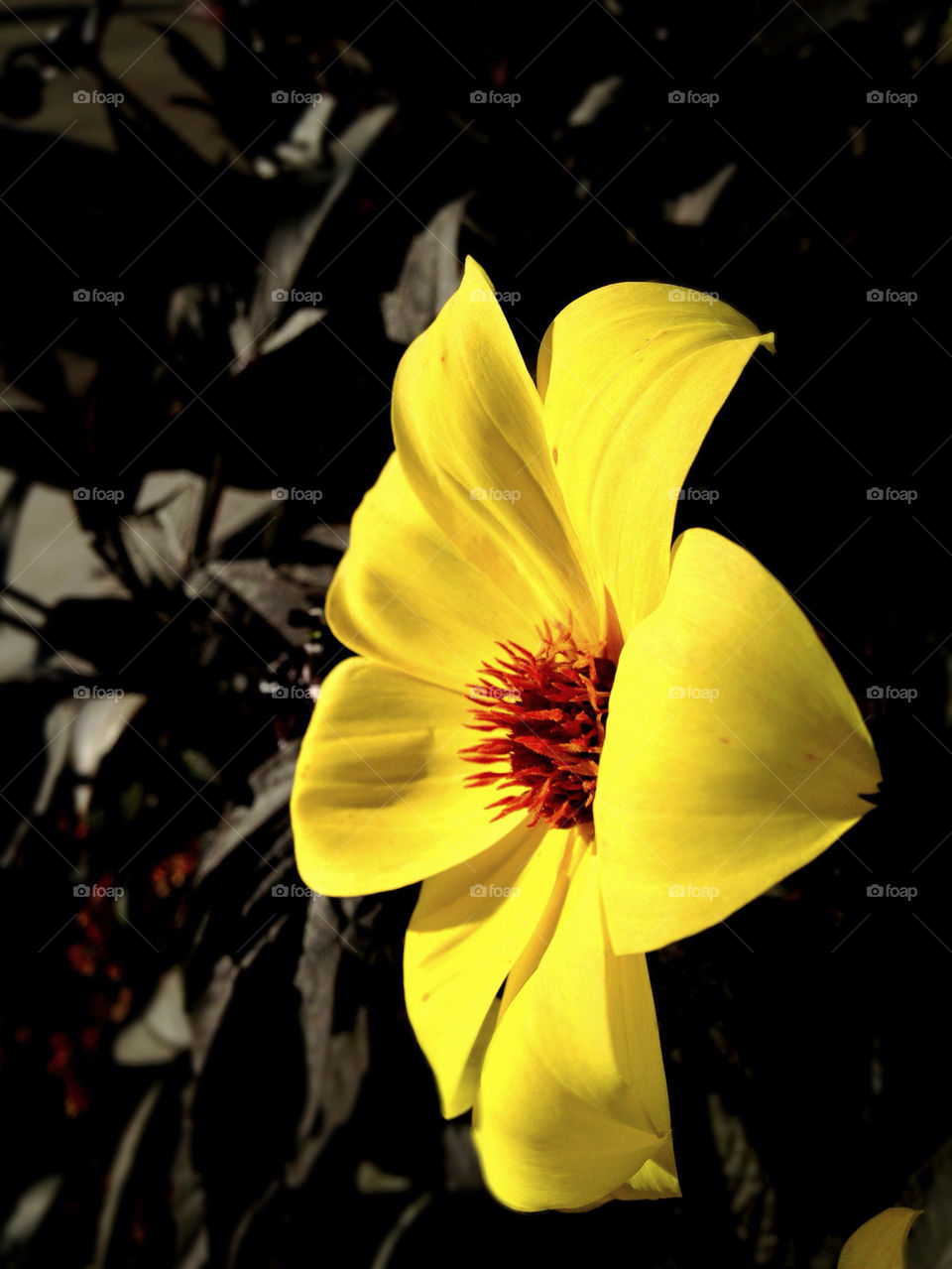 spring garden yellow plants by elliotmurphy