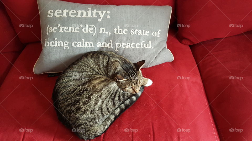 cat nap serenity