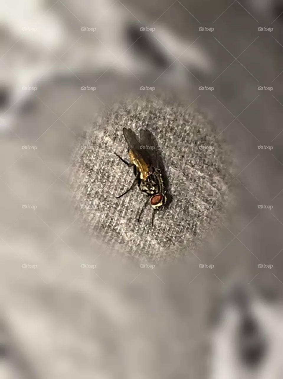 insect