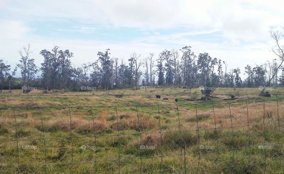 Fenced cows in pasture