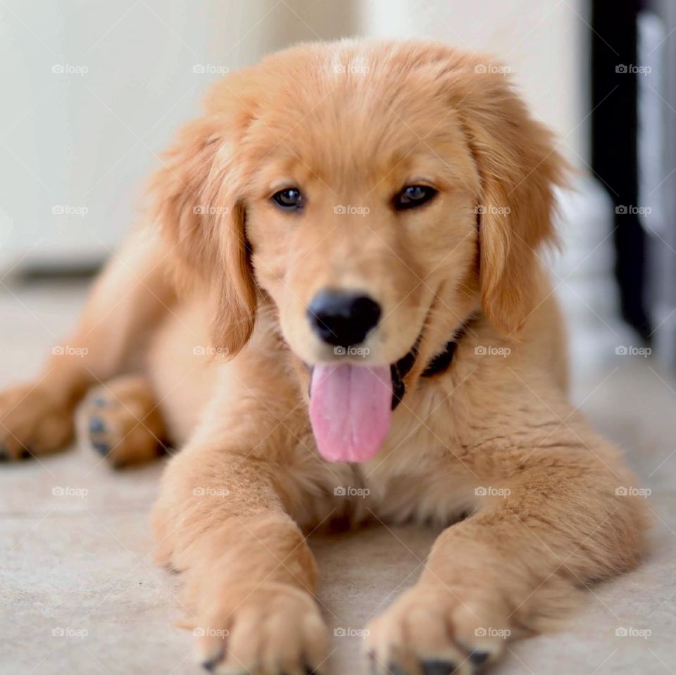 Meet Mr Connor-The golden retriever puppy 