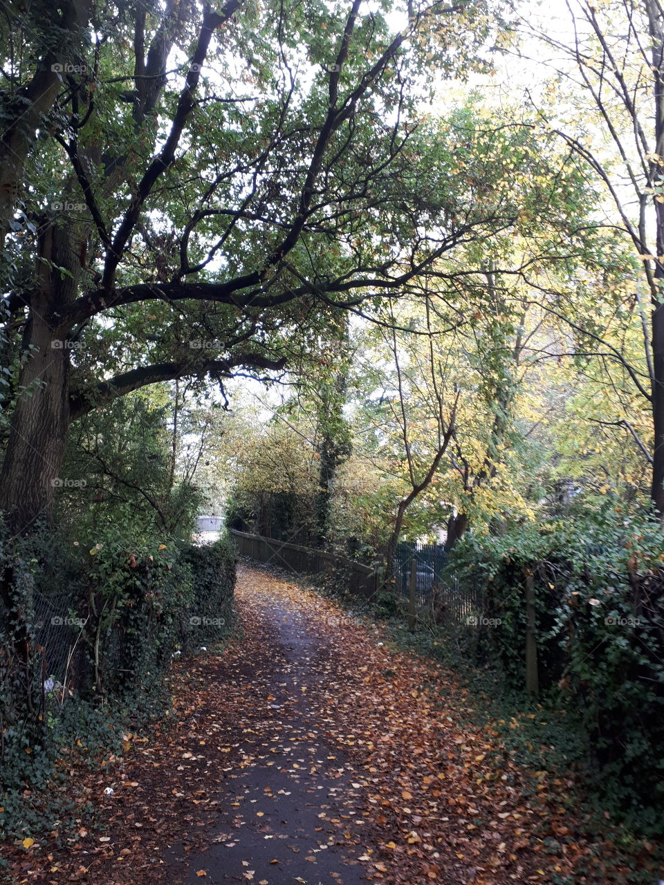 Tree, Landscape, Wood, Nature, Road