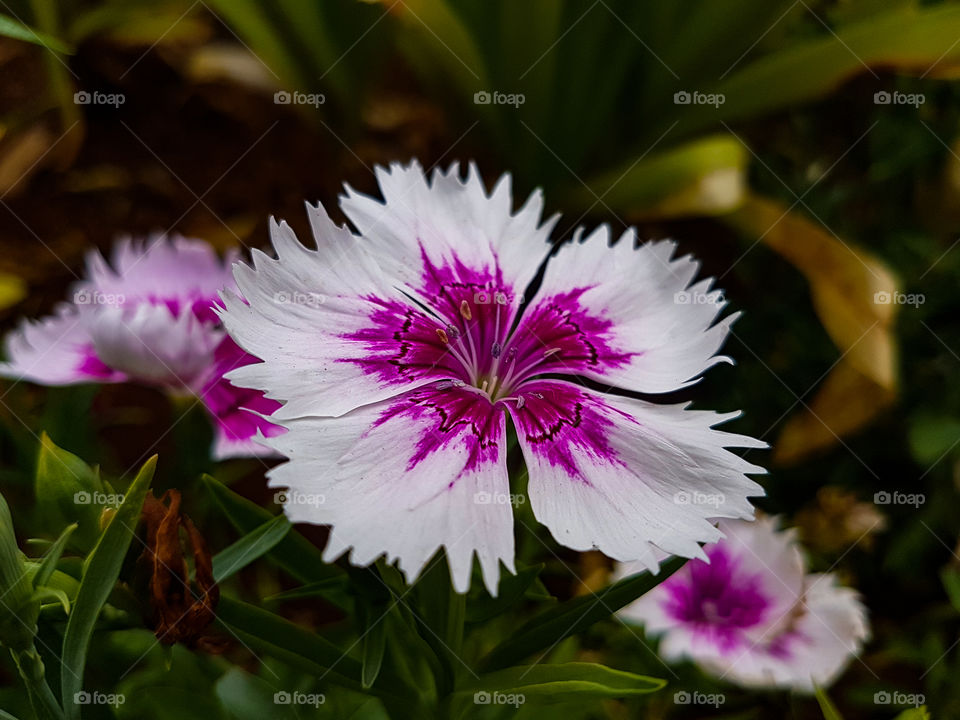 whaite and pink flower