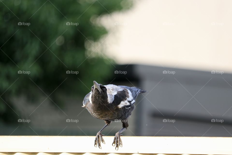 Young wild magpie perched on metal fence about to take off into flight 