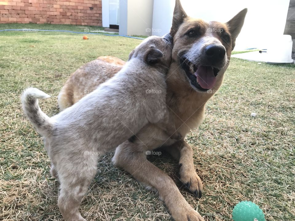 Mom and Puppy! - Heelers - Brazil