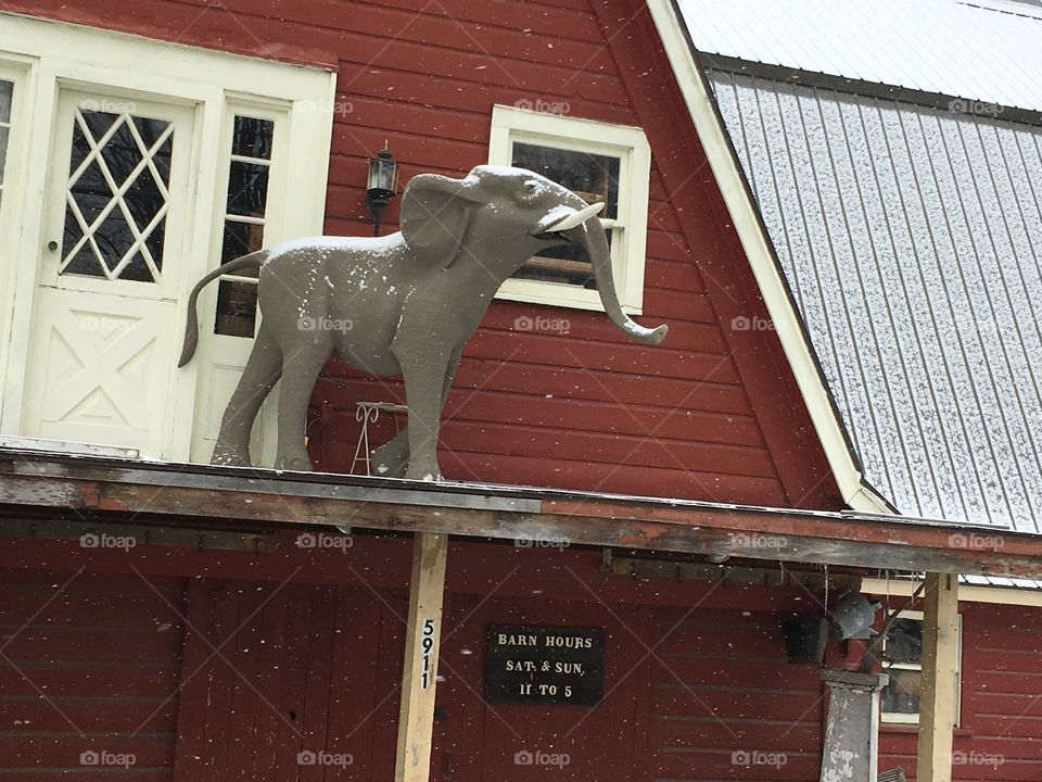 Elephant on the roof!