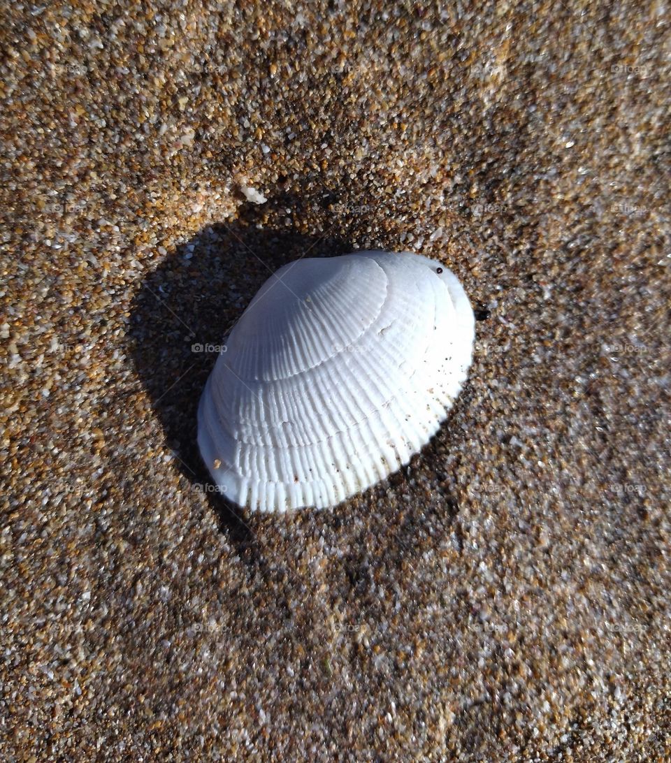 shell in the sand