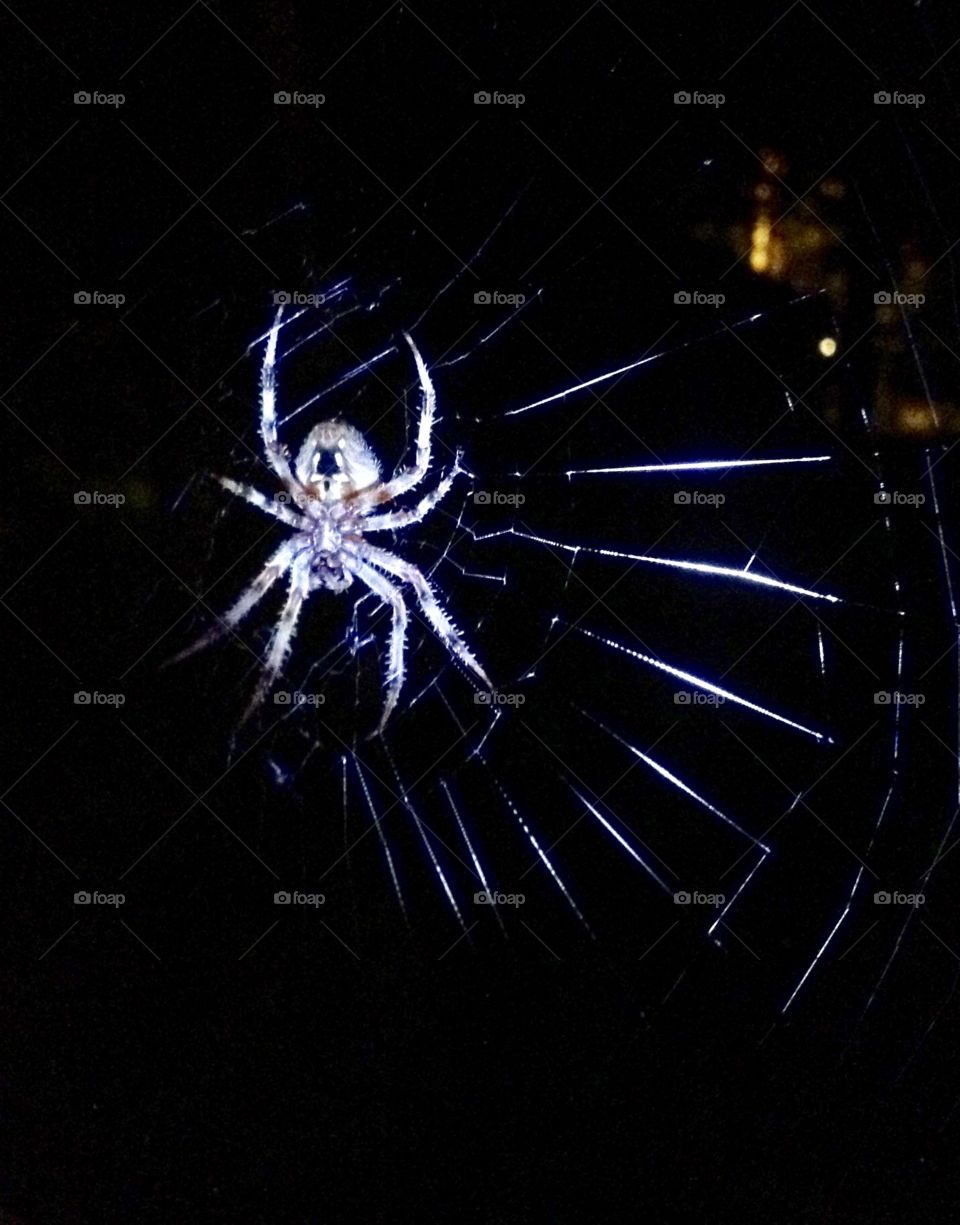 Spider 