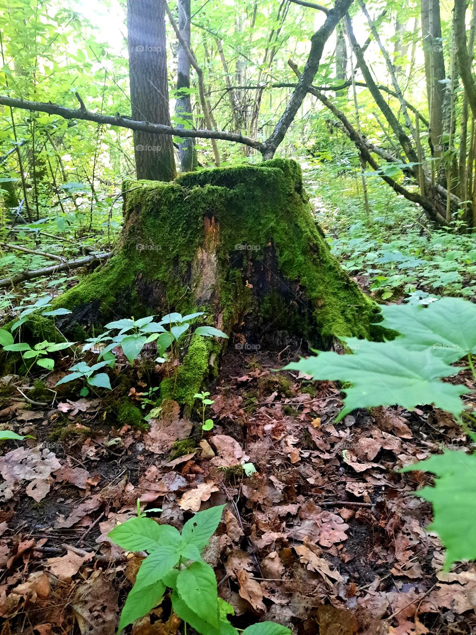 Old tree stump in the forest