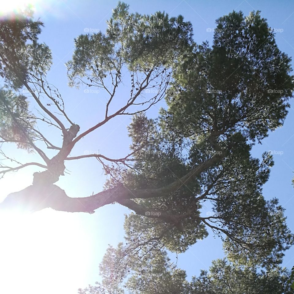 Pine tree