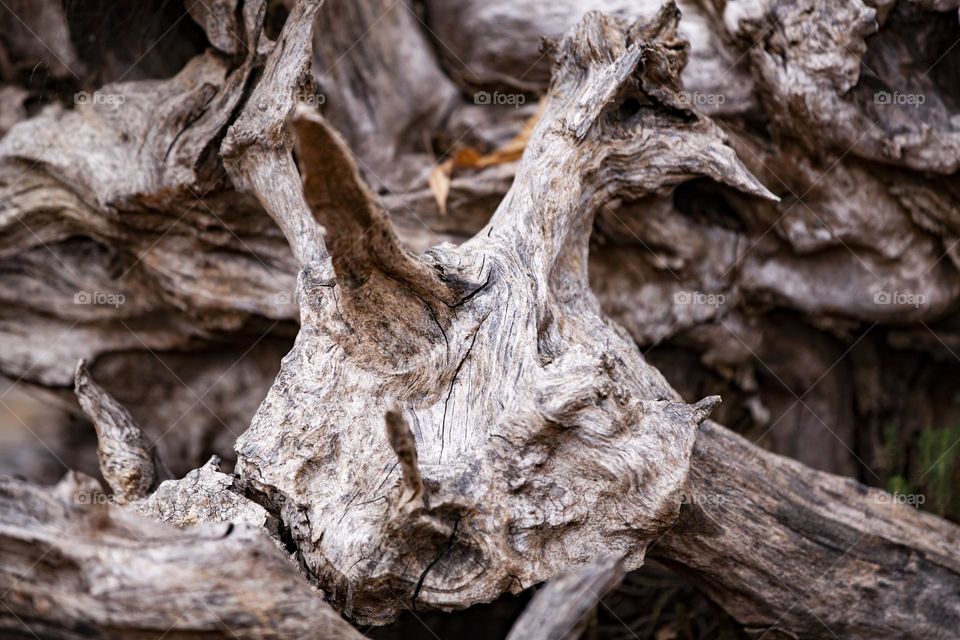 Root, natural ornament.