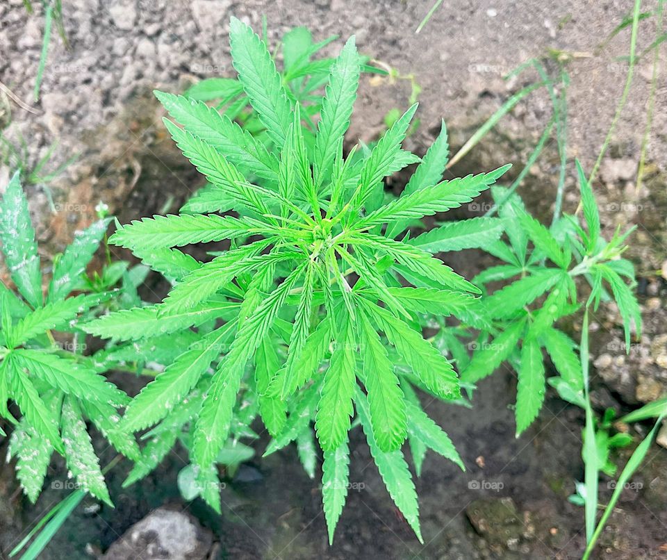 Closeup of marijuana plant
