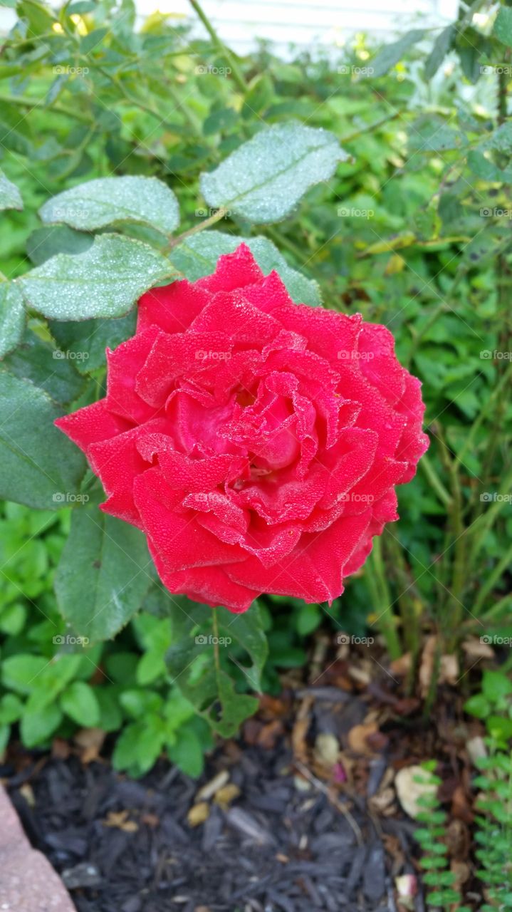 Dewy rose