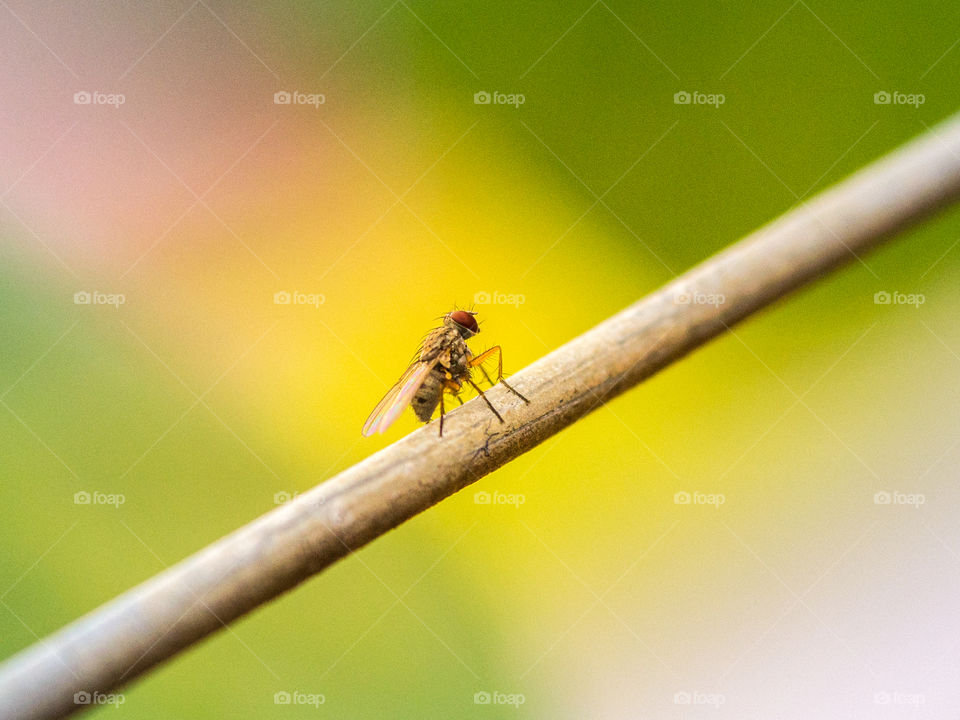 closeup of a fly on a wire with colorful background