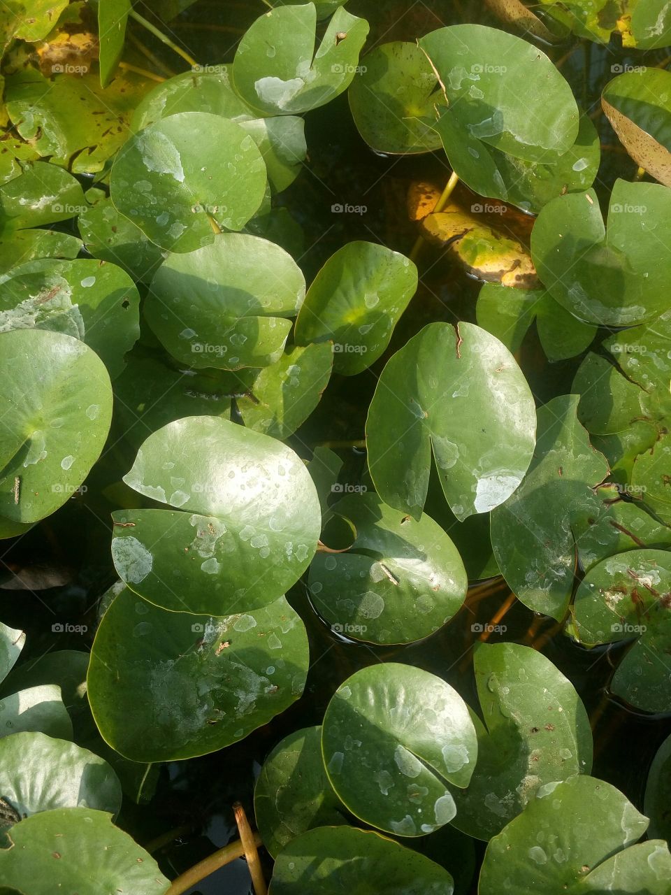 the most beautiful green leaf's