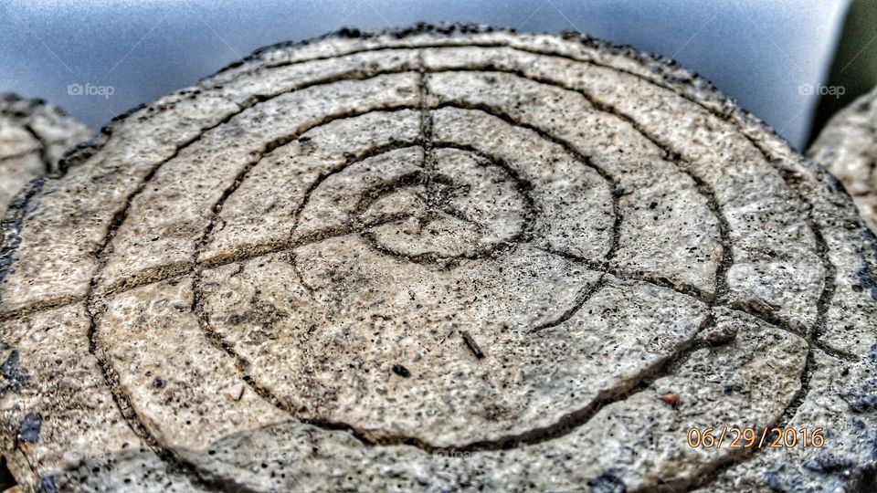 Pretty pattern on the top of a stump, found in the Botanical Gardens at UCLA.