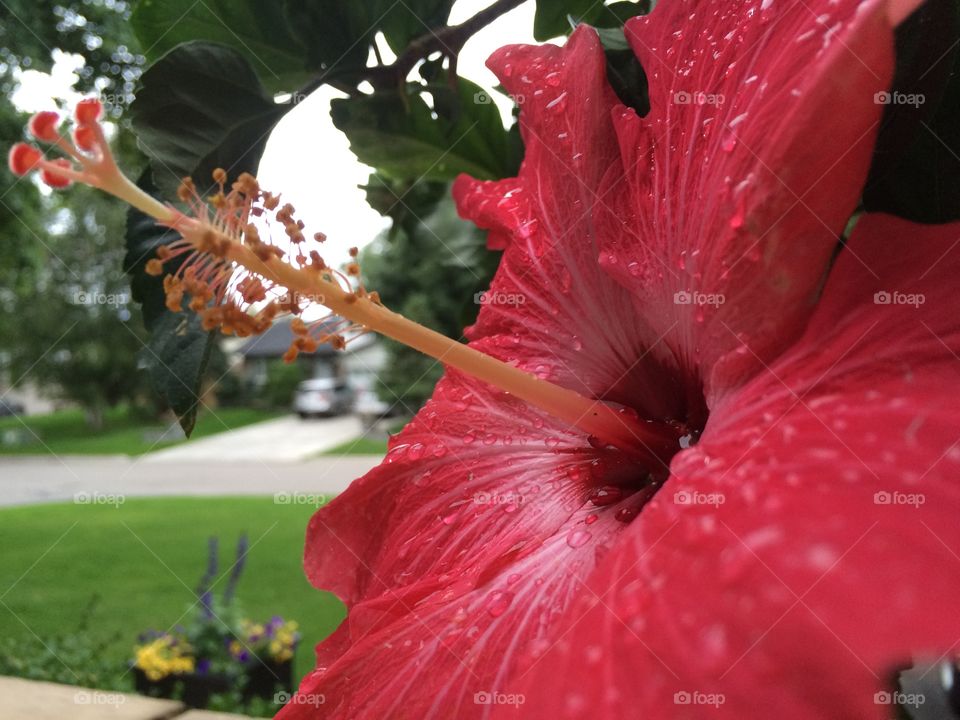 Front garden