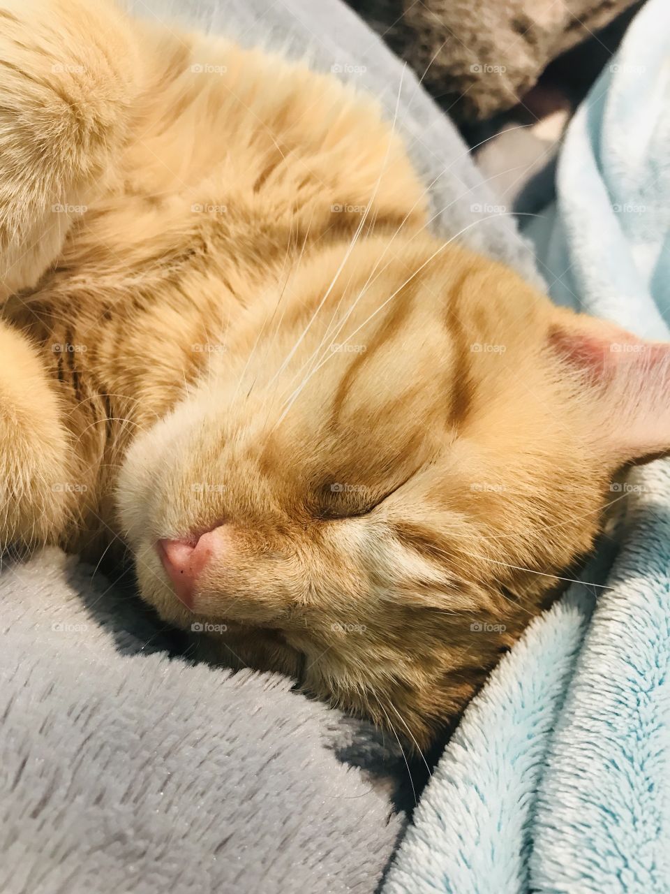 Darling orange tabby kitty cat all cuddled up in cozy blankets on bed! 