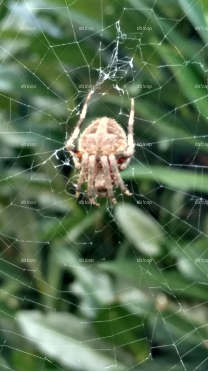 Spider, Spiderweb, Arachnid, Trap, Cobweb