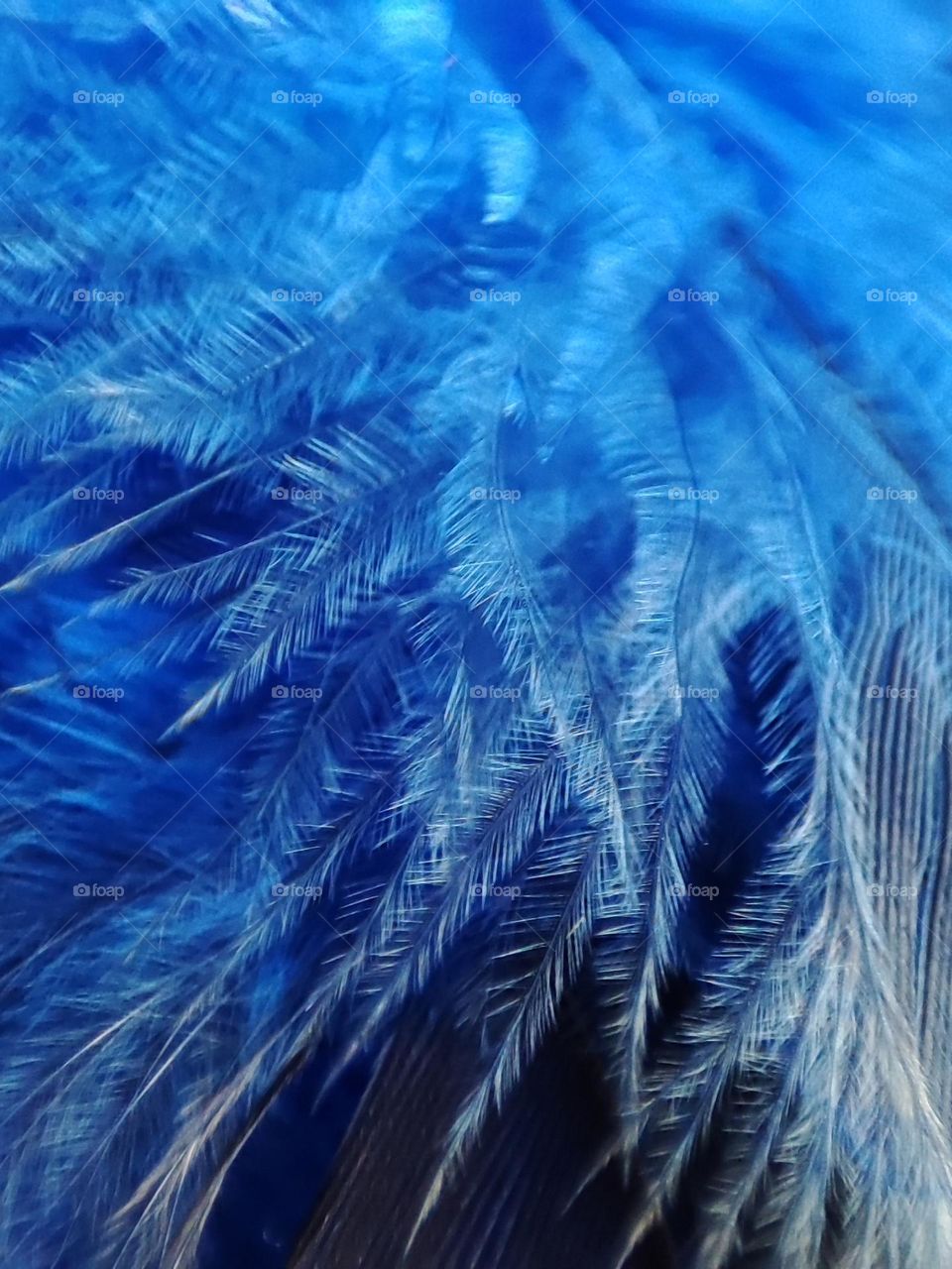 Blue Feathers Close up