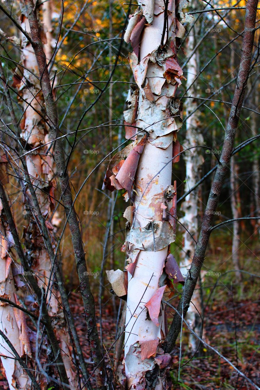 Peeling silver bark