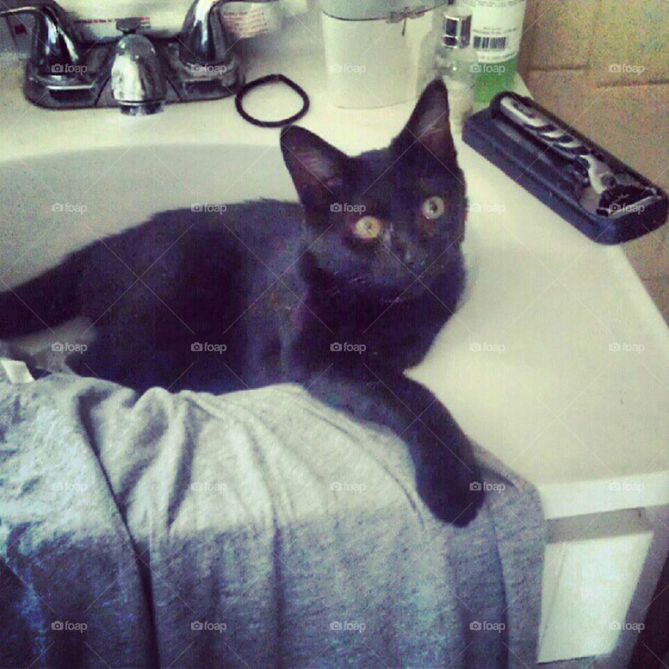 Sabrina posing - adorable black cat