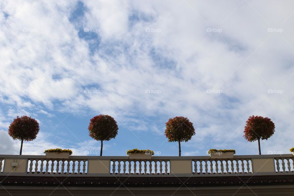 Four decorative trees and three flower pots on the terrace of the building.  Springtime