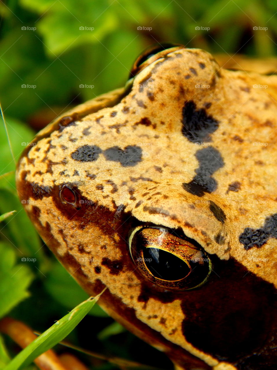 Beautiful frog eyes