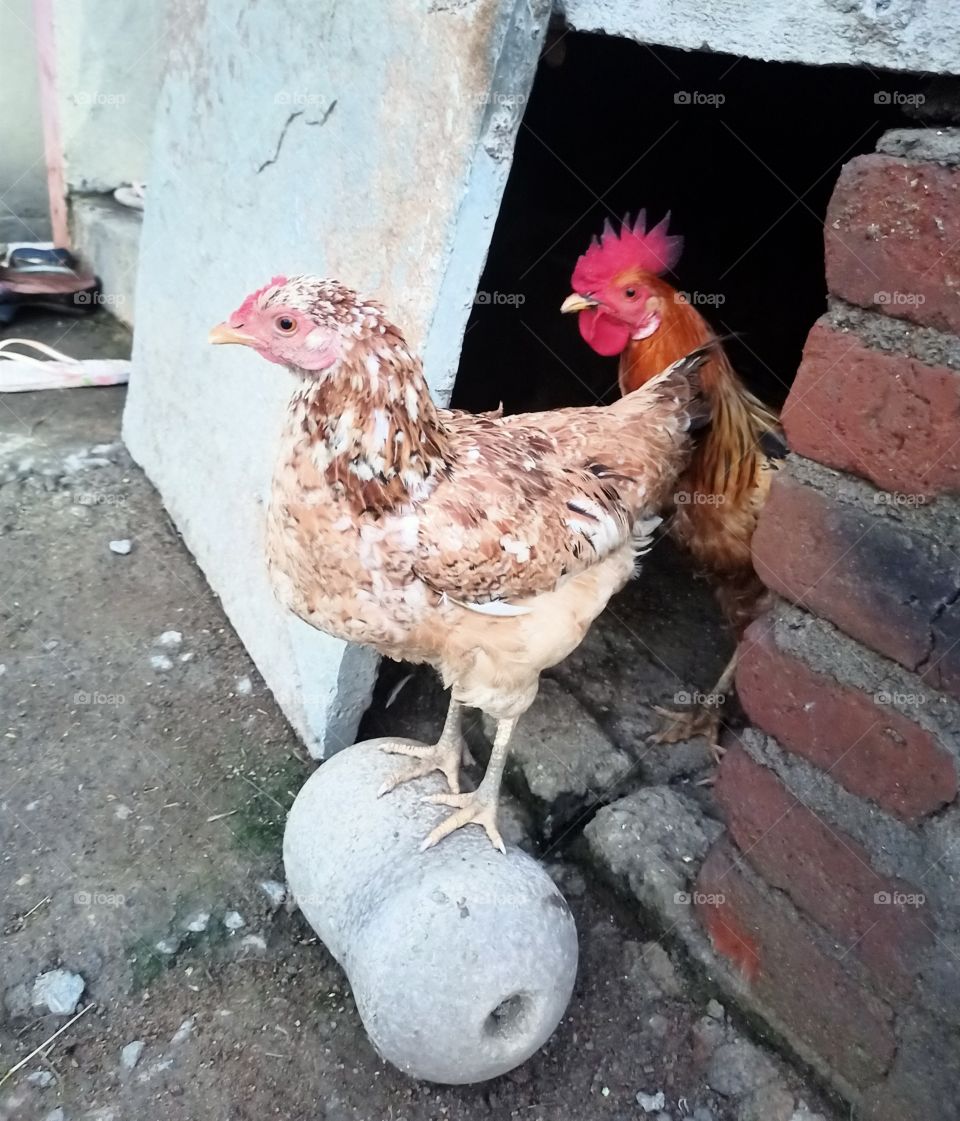 hen